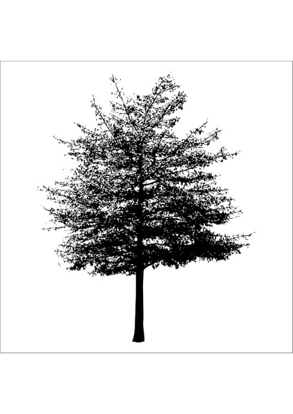 Ağaç Ve Gül Resimleri 21 200 cm Uzunluk