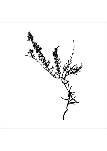 Ağaç Ve Gül Resimleri 56 160 cm Uzunluk