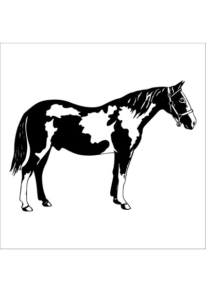 At Folyo Sticker 20 20 cm Uzunluk
