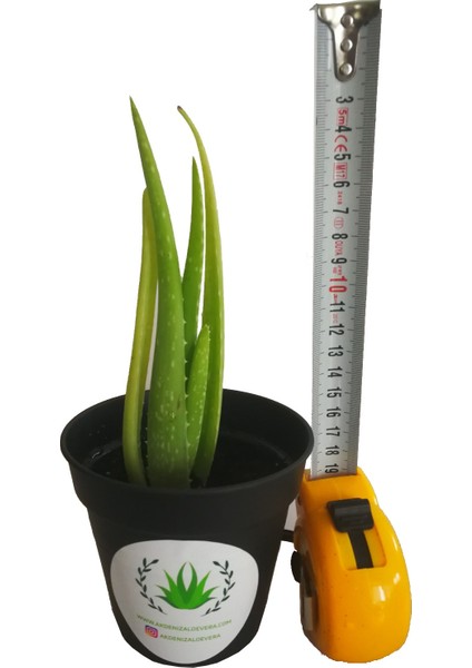 Aloe Vera Fidan 15-20 cm