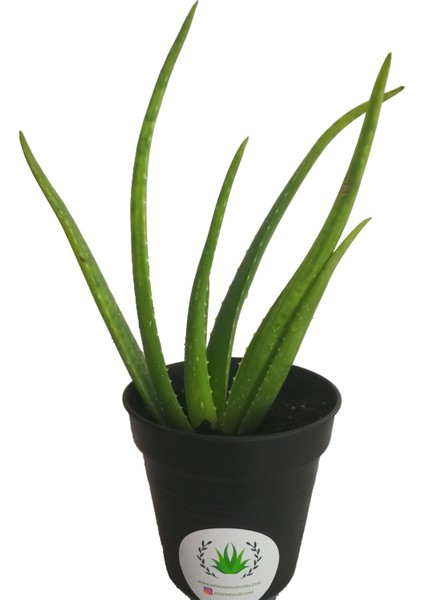 Aloe Vera Fidan 15-20 cm Saksılı