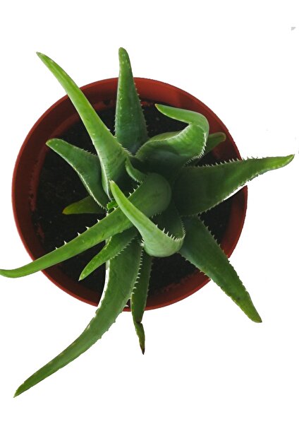 Aloe Vera Barbadensis Miller Fidan 40-50 cm