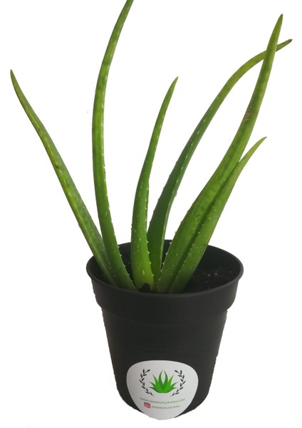 Aloe Vera Fidan 20-30 cm Saksılı