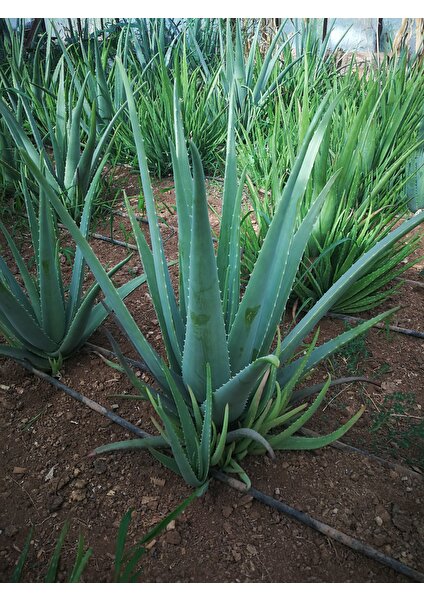 Aloe Vera Fidan 20-30 cm Saksılı