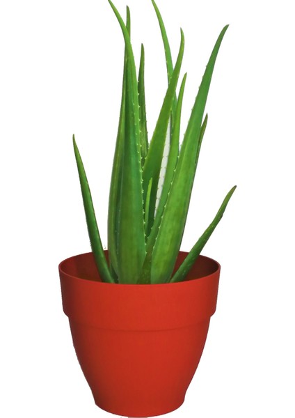 Aloe Vera Fidan 50-60 cm