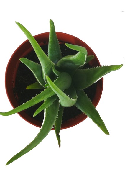 Aloe Vera Fidan 50-60 cm