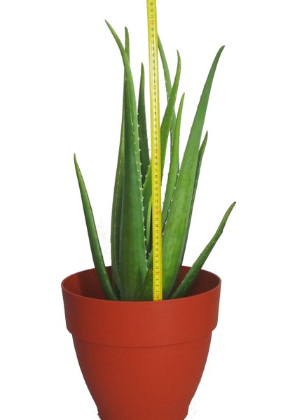 Aloe Vera Fidan 50-60 cm