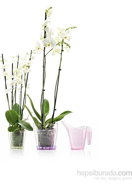 Vanda 18 (Tabaklı Orkide Saksı)