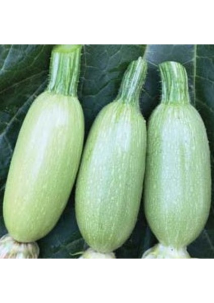 Nadir Dolmalık Kabak Tohumu Ekim Seti 5 Tohum Saksı Toprak Kombin fiyatları