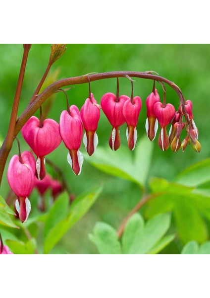 Pembe Dicentra Çiçeği Tohumu Ekim Seti 5 Tohum Çiçek Tohumu Saksı Toprak Kombin