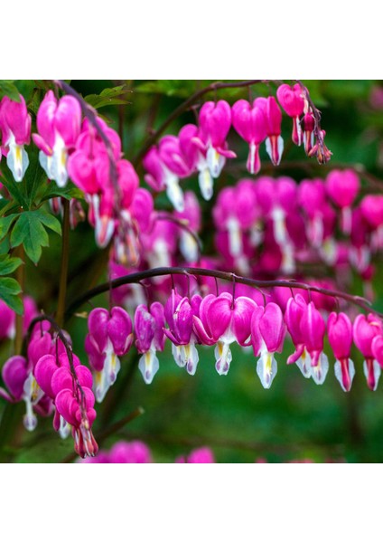 Pembe Dicentra Çiçeği Tohumu Ekim Seti 5 Tohum Çiçek Tohumu Saksı Toprak Kombin fiyatları