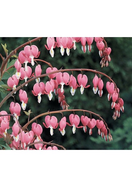 Pembe Dicentra Çiçeği Tohumu Ekim Seti 5 Tohum Çiçek Tohumu Saksı Toprak Kombin modelleri