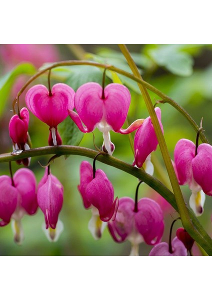 Pembe Dicentra Çiçeği Tohumu Ekim Seti 5 Tohum Çiçek Tohumu Saksı Toprak Kombin fırsatları