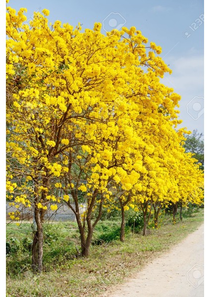 Tabebuia Ağacı Tohumu Ekim Seti 5 Tohum Saksı Toprak Kombin