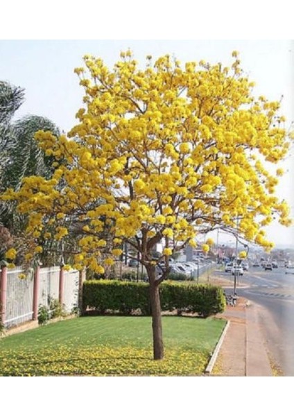 Tabebuia Ağacı Tohumu Ekim Seti 5 Tohum Saksı Toprak Kombin