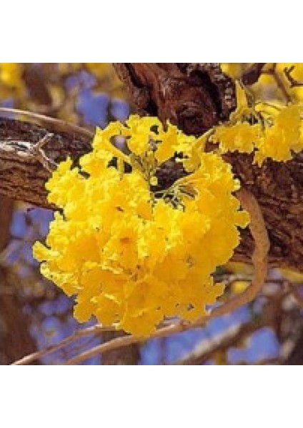 Tabebuia Ağacı Tohumu Ekim Seti 5 Tohum Saksı Toprak Kombin