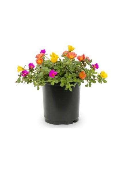 Portulaca Çiçeği Tohumu 5 Tohum Çiçek Tohumu