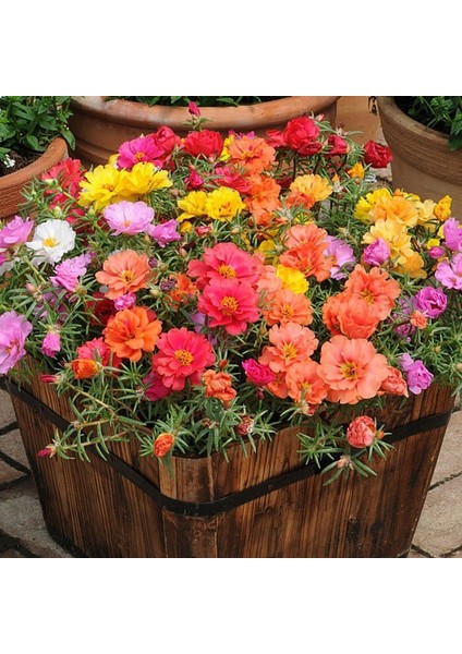 Portulaca Çiçeği Tohumu 5 Tohum Çiçek Tohumu