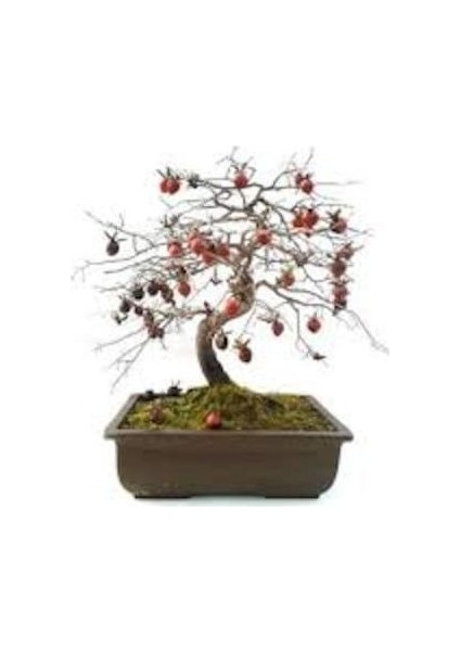 Bodur Hurma Bonzai Ağacı Tohumu 2 Tohum Bonsai Ağacı Tohumu