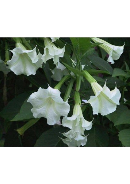 Beyaz Angel Trumpet Tohumu Ekim Seti 3 Tohum Meleklerin Borozanı Çiçeği Tohumu Saksı Toprak Kombin modelleri