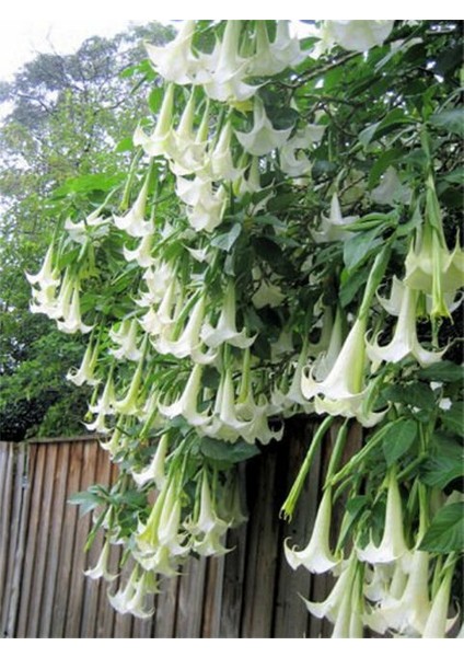 Beyaz Angel Trumpet Tohumu Ekim Seti 3 Tohum Meleklerin Borozanı Çiçeği Tohumu Saksı Toprak Kombin fırsatları