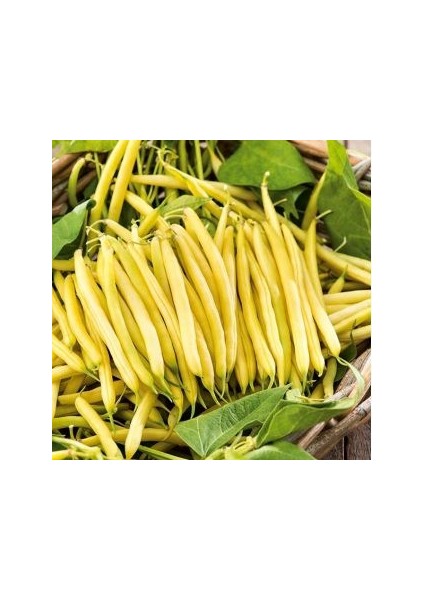 Nadir Thailand Sarı Fasulye Tohumu 25 Tohum Fasülye Tohumu modelleri