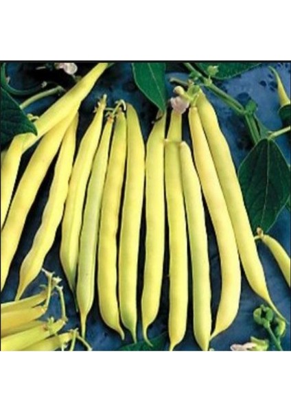 Nadir Thailand Sarı Fasulye Tohumu 25 Tohum Fasülye Tohumu fırsatları