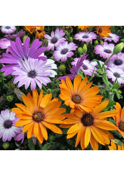 Afrika Papatyası Çiçek Tohumu 2 – Rudbeckia (~ Takribi 50 Tohum)