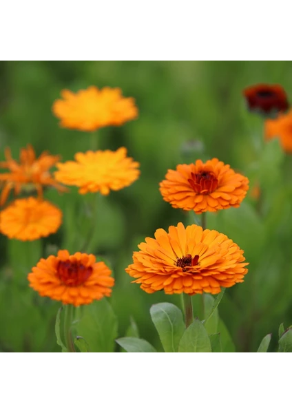 Fide Vadisi Portakal Nergisi Çiçek Tohumu Calendula Off. (Takribi ~25 Tohum)