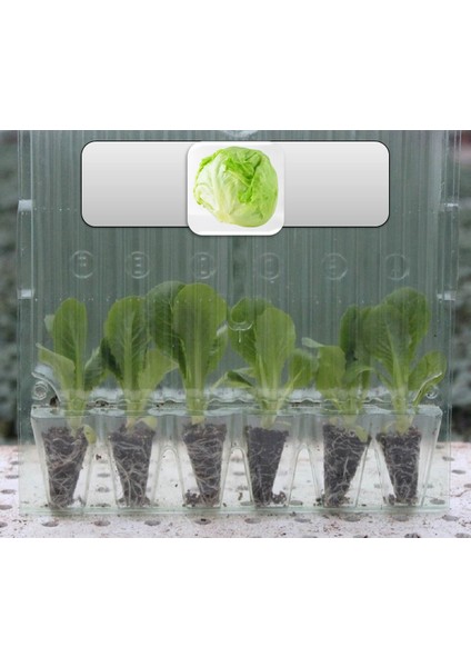 Beyaz Lahana Fidesi (6’lı Ambalaj)