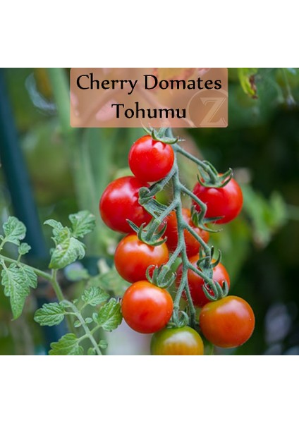 Zencefil Organik Çeri Domates Tohumu 1 Paket (1GR=250+ Adet) Cherry Domates Salkım Domates Tohumu