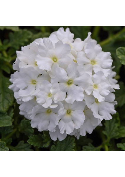 White Verbana Mine Çiçeği Tohumu-40 Tohum