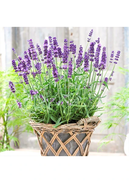 Lavandula Lavanta Çiçeği TOHUMU-100 Tohum