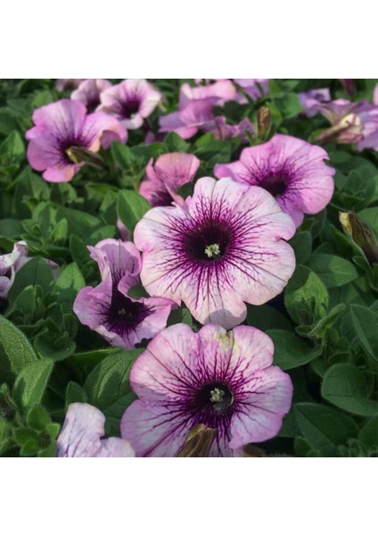 Lavender Eflatun (Hibrid) Petunya Çiçeği Tohumu-50 Tohum