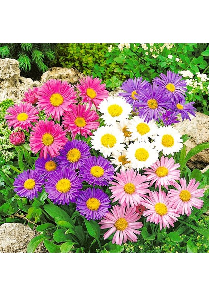 Karışık Aster Çiçeği Tohumu-50 Tohum