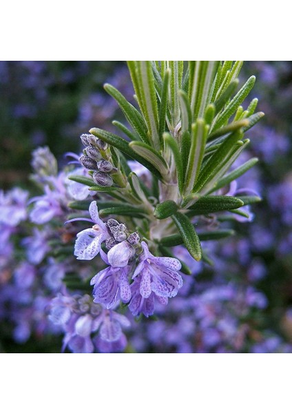 Rosmarin Officinalis Kokulu Biberiye Fidesi-2 Adet