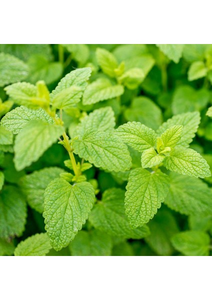 Limon Aromalı Melisa Oğul Otu Fidesi-5 Adet