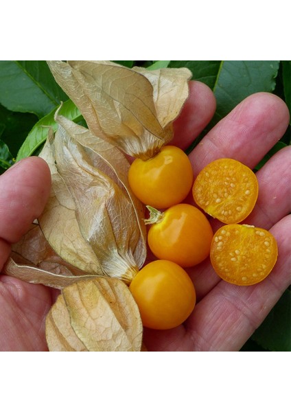 Çok Şifalı Yer Kirazı Altın Çilek Fidesi-6 Adet