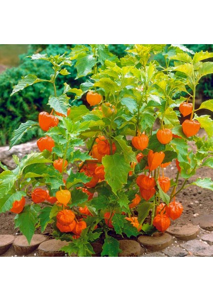 Çok Şifalı Yer Kirazı Altın Çilek Fidesi-6 Adet fiyatları