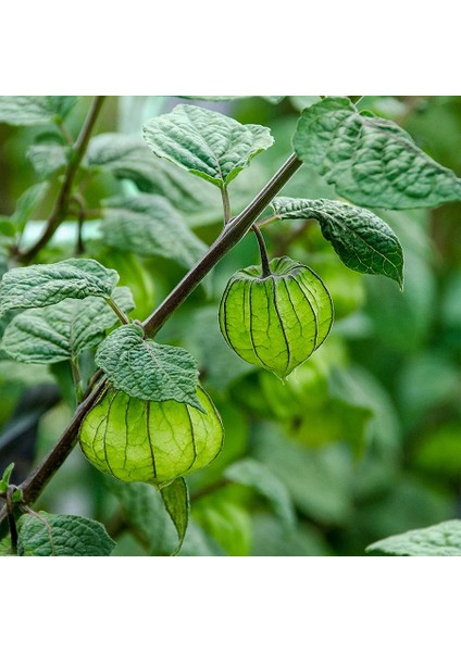 Çok Şifalı Yer Kirazı Altın Çilek Fidesi-6 Adet modelleri