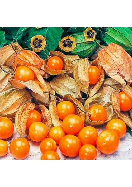 Çok Şifalı Yer Kirazı Altın Çilek Fidesi-6 Adet fırsatları