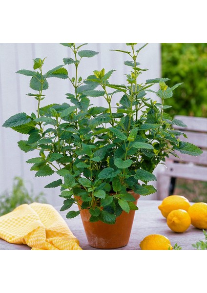 Saksılı Melissa Limon Otu Oğul Otu