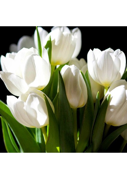 Beyaz Lale Soğanı Fidesi