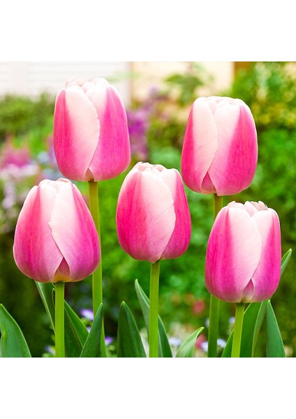 Pembe Lale Soğanı Fidesi