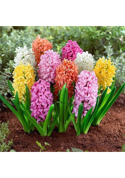 Karışık Mix Sümbül Soğanı Paketi-25 Adet