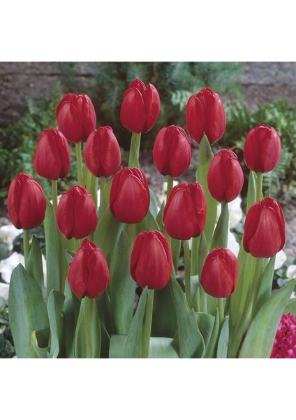 Kırmızı Lale Soğanı Fidesi