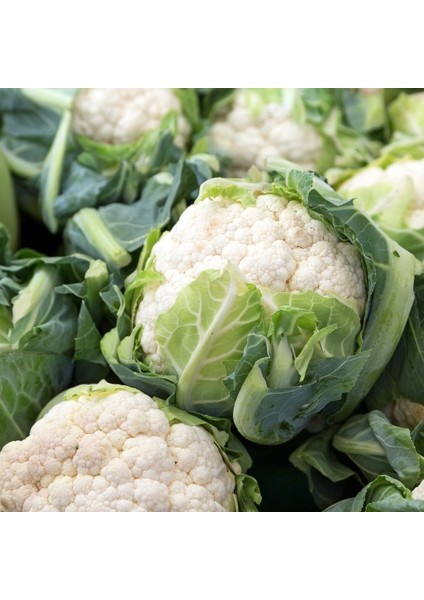 Karnabahar Tohumu Igloo 5 g ~ Takribi 850 Tohum