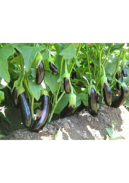 Patlıcan Tohumu Aydın siyahı - 10 g ~ Takribi 1500 Tohum