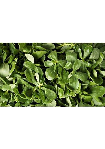 Semizotu Tohumu Toros Nazlısı – 25g ~ Takribi 7.500 Tohum