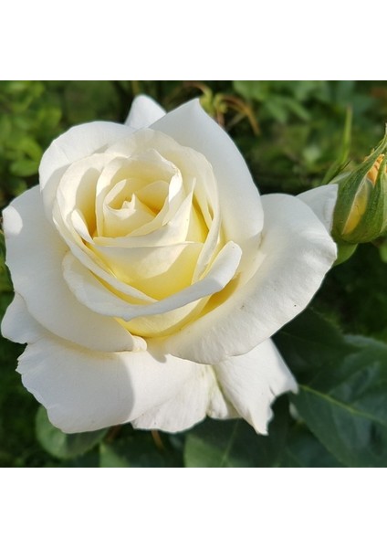 1'li Gül Fidanı Beyaz Yediveren Sarmaşık Kokulu Açık Kök 2 Yaşında